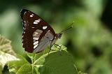 6493_Blauwe ijsvogelvlinder - Pag (Kroatia)